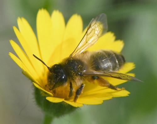 Andrena nigroaenea